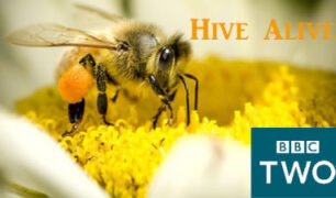 Hive Alive